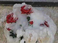 08 Rose